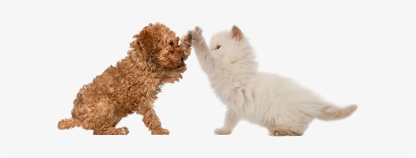Buster's Friends - Dog And Cat High Five, transparent png download