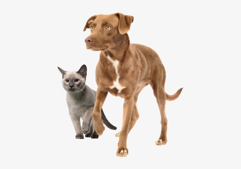 Cat And Dog Png - Dog, transparent png download