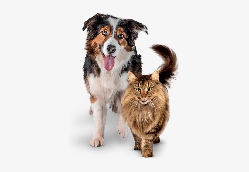 Dog, transparent png download