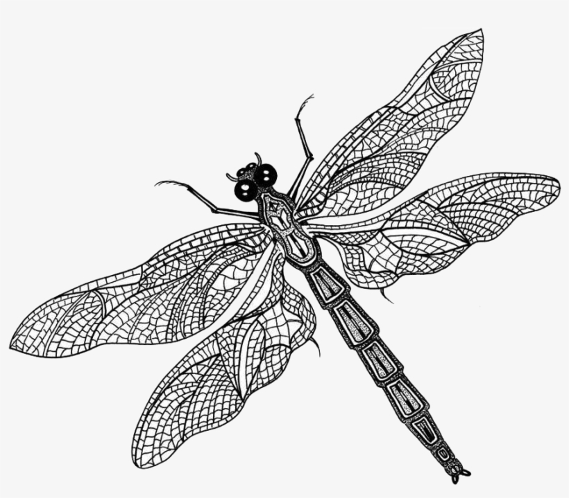 Here - Dragonfly Png Black And White, transparent png download