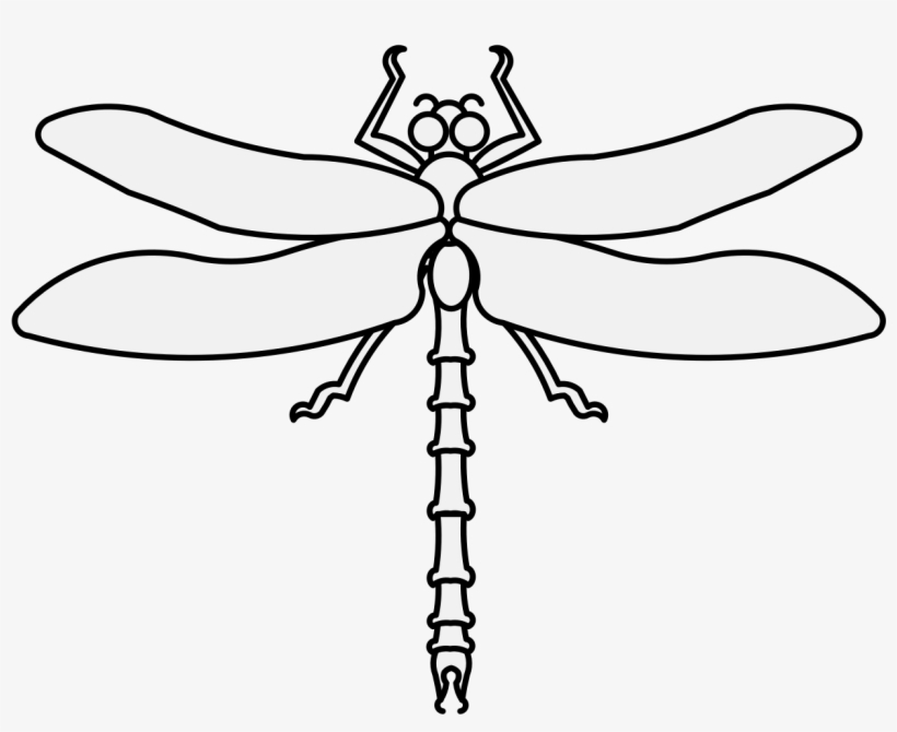 Details, Png - Dragonfly, transparent png download