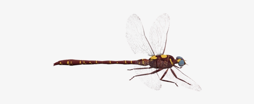 Worm, transparent png download