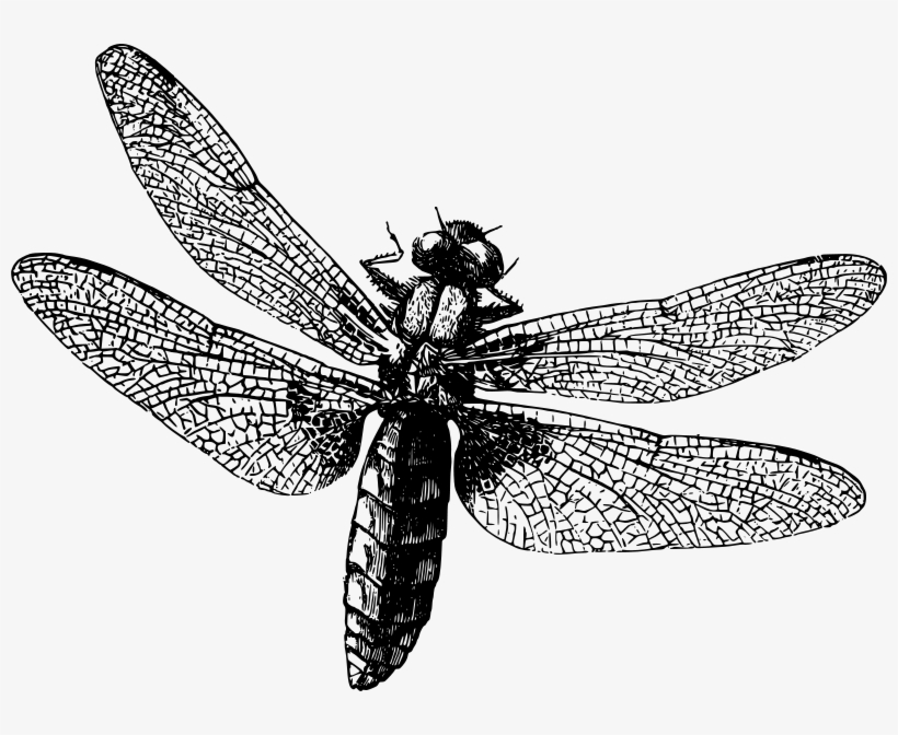 Cafepress Dragonfly Queen Duvet, transparent png download