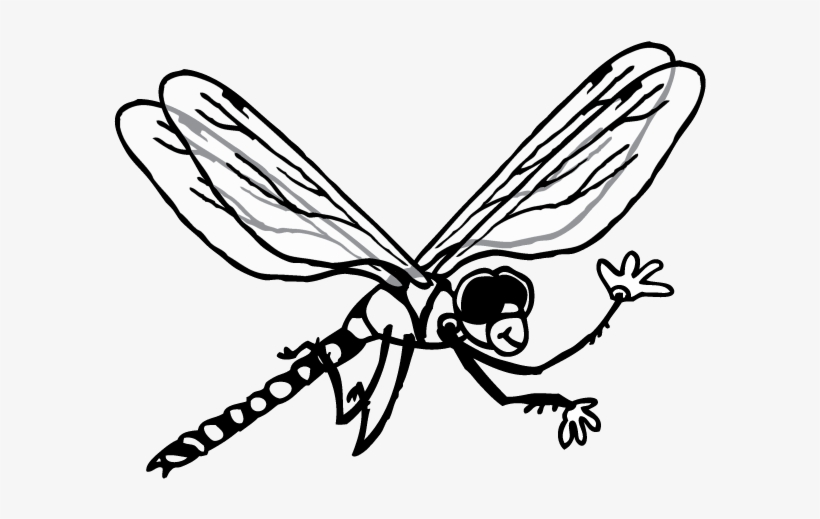 Dragonfly - Net-winged Insects, transparent png download