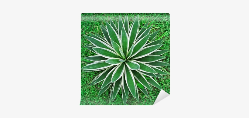 Plants Top View, transparent png download