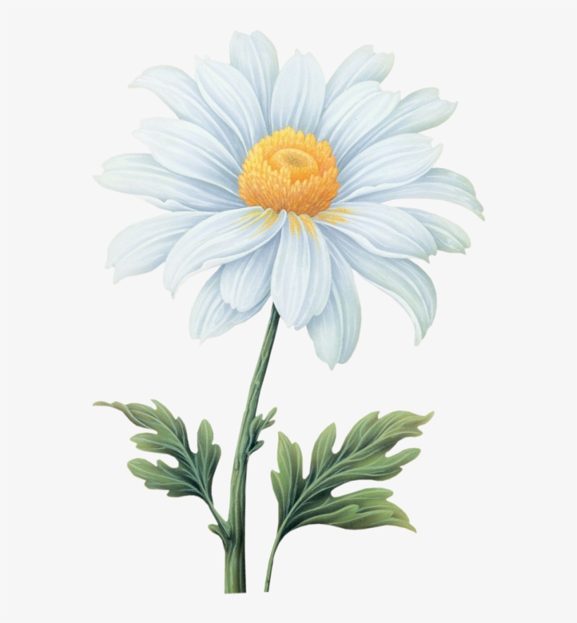Tropical Flowers Png - Daisy Png, transparent png download