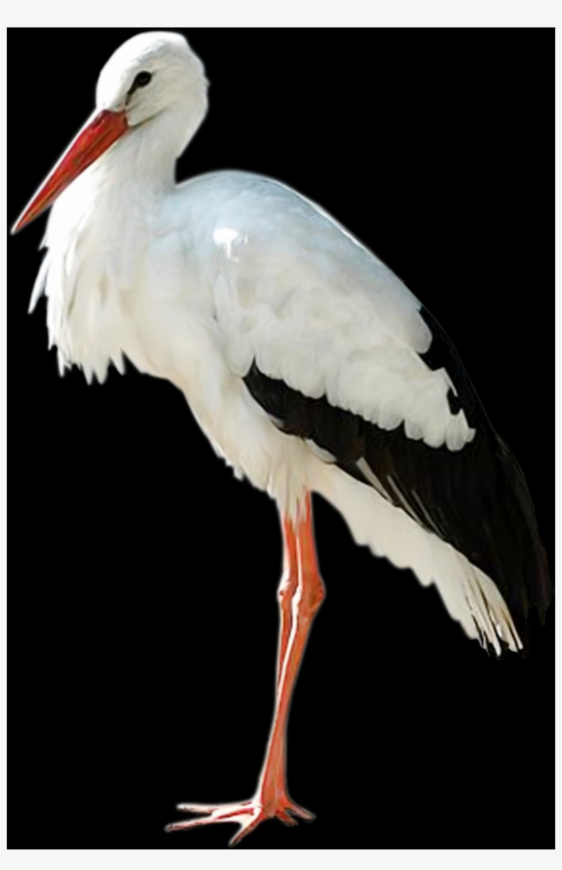 Stork Free Transparent Images, transparent png download