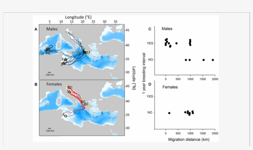 Satellite Tracks Of Post-breeding Male And Female Loggerhead - Female To Male Ratio On Sea Turtles, transparent png download