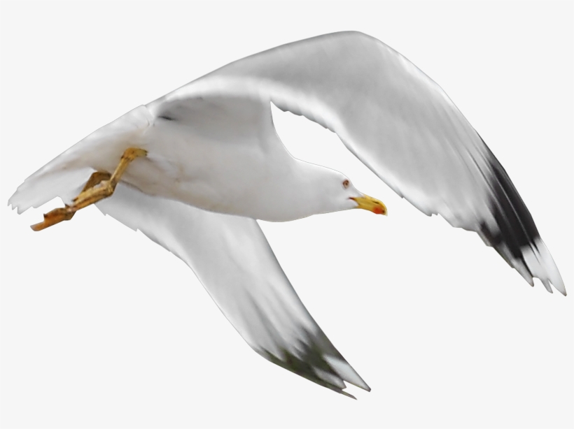 Gull Png Oiseaux De Mer Png Transparent Png 800x534