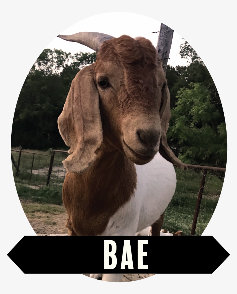 Bae-01 - Goat, transparent png download