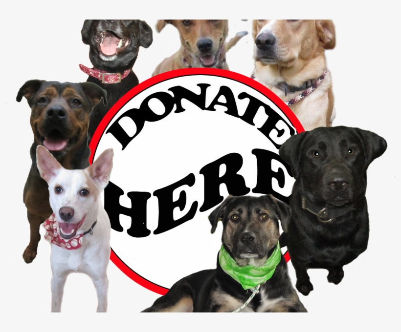 Visit Our Website - Companion Dog, transparent png download