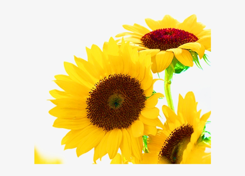 Common Oil Yellow Transprent Png Free Download - 非 主流 向日葵, transparent png download