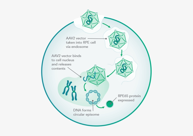 Illustration Of The Rpe65 Protein Production Cycle - Circle, transparent png download
