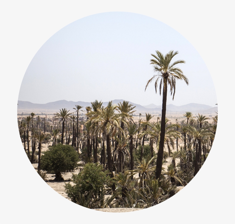 You Can Read Rob's Story About An Unexpected Encounter - Attalea Speciosa, transparent png download