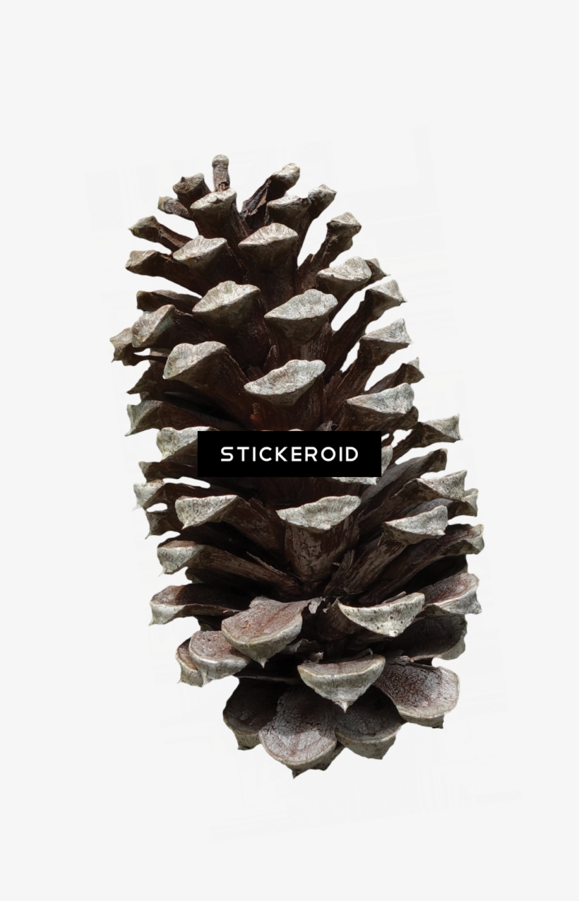 Pine Cone - Pinus Fruit, transparent png download