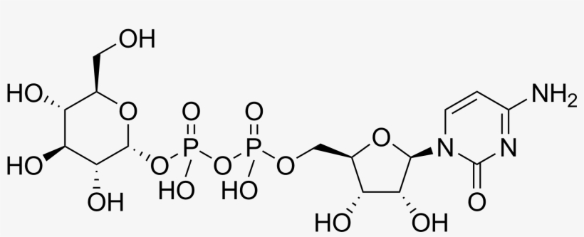 N Acetyl Glucosamine, transparent png download