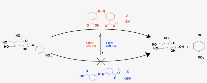 Light Switchable Glucoside Hydrolysis - Diagram, transparent png download