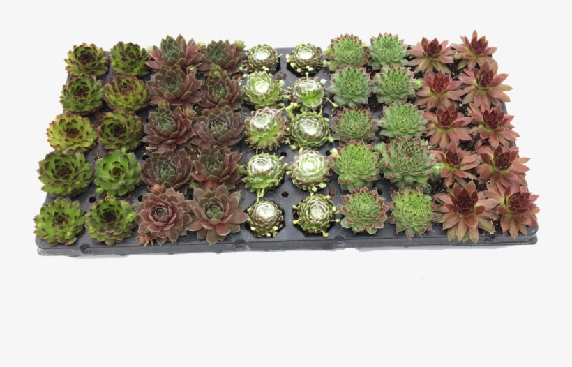 Not Drop Any Succulent Assortments But Instead, We've - Artificial Flower, transparent png download