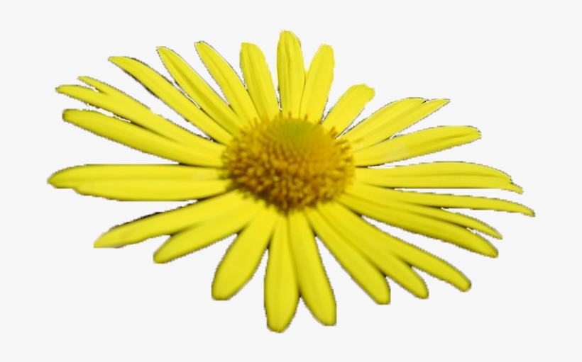 Posted By Brushespngs At - Friendship Is Magic Rainbow Dash, transparent png download