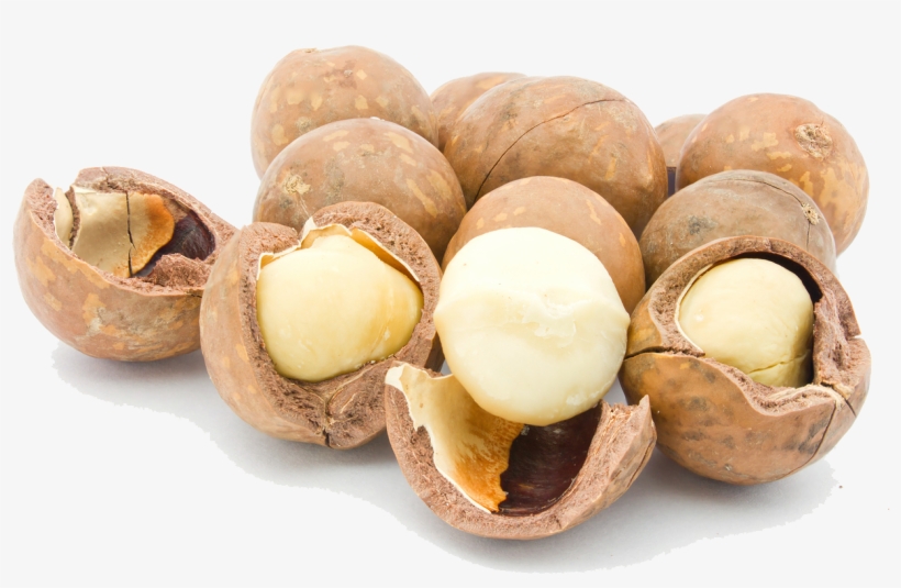 Macadamia Nuts Png Picture - Macadamia Nuts Png, transparent png download