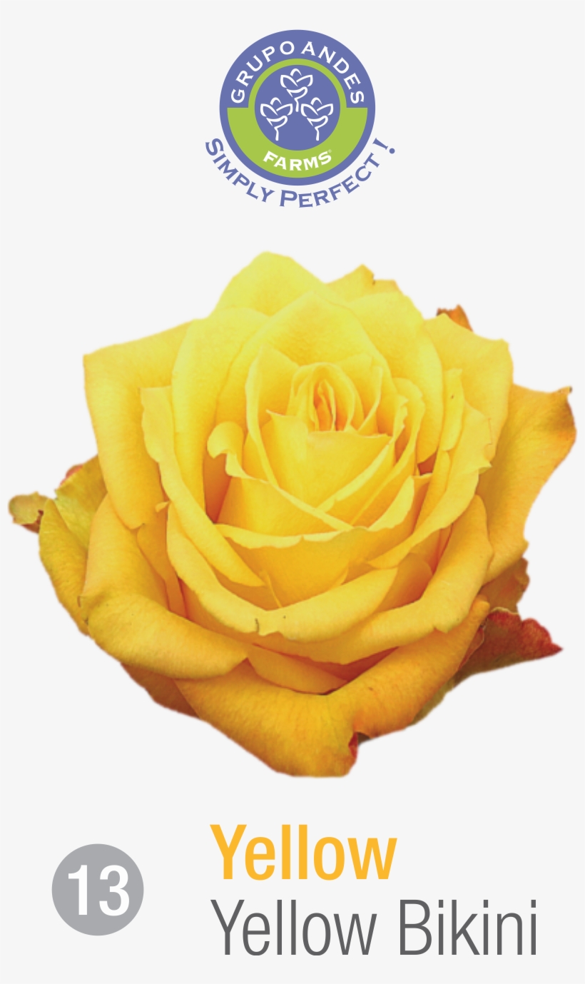 Rosa Variedad Yellow Bikini, transparent png download