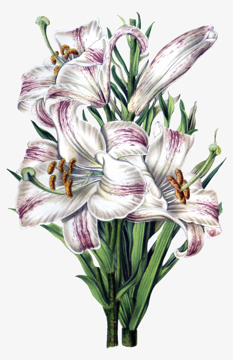 Lily Bouquet Png Physical Element - Flore Des Serres Et Des Jardins De L'europe, transparent png download