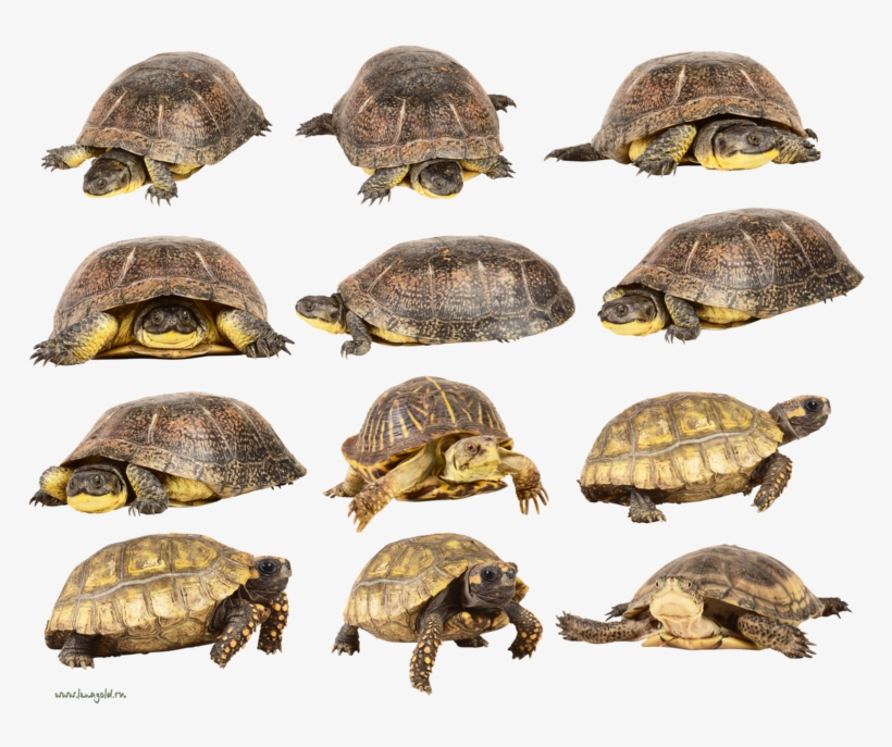 Turtle Png, Download Png Image With Transparent Background, - Love Turtles Ornament (oval), transparent png download