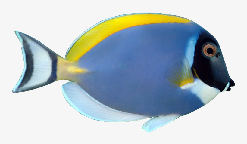 Svg Royalty Free Download Masked Downloads Tropical - Powder Blue Tang Png, transparent png download