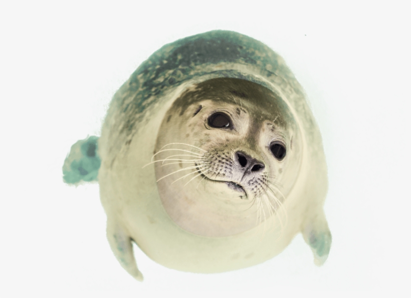 Free Png Seal Swimming Png Images Transparent - Seal Animal Png, transparent png download