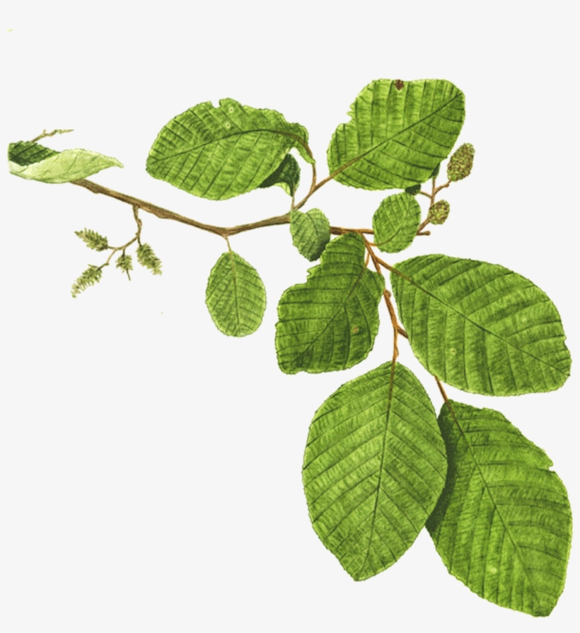 Mentha Spicata Branch Plant Mint Leaf - Mint, transparent png download