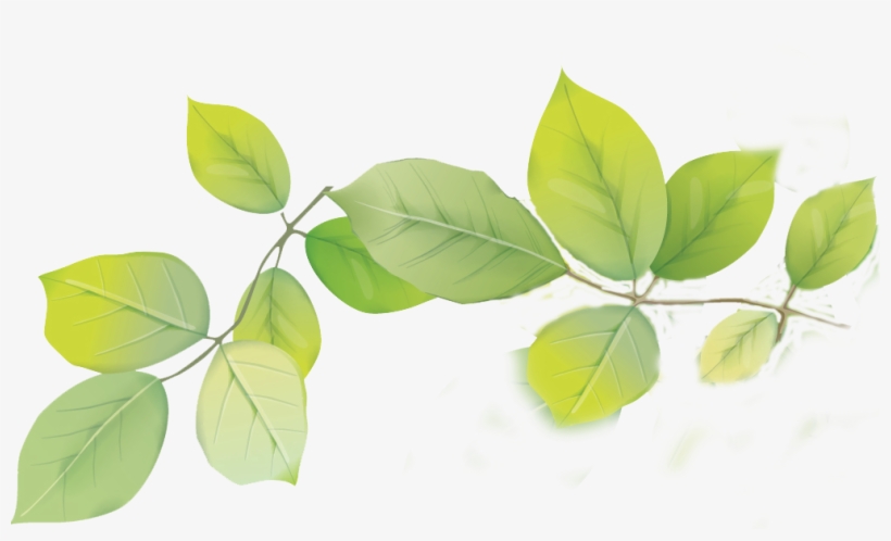 Leafs Png, transparent png download