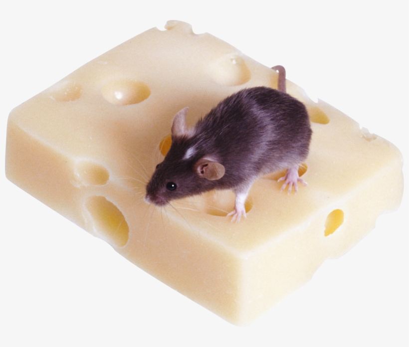 Mouse, Rat Png Image, Download Png Image With Transparent - Fındık Faresi, transparent png download