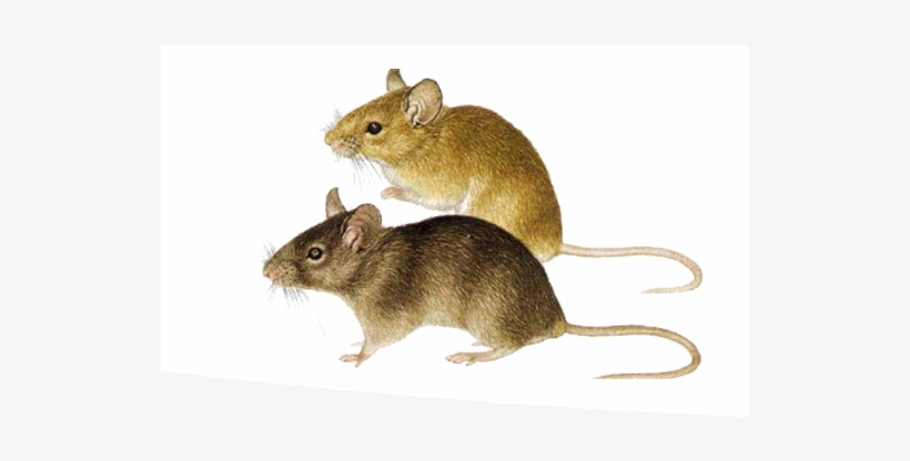 Rodent Problems - Marsh Rice Rat, transparent png download