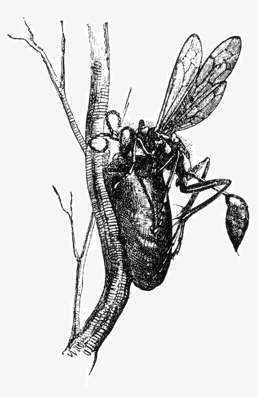 Naturalist On The River Amazons Figure 17 License - Sceliphron, transparent png download