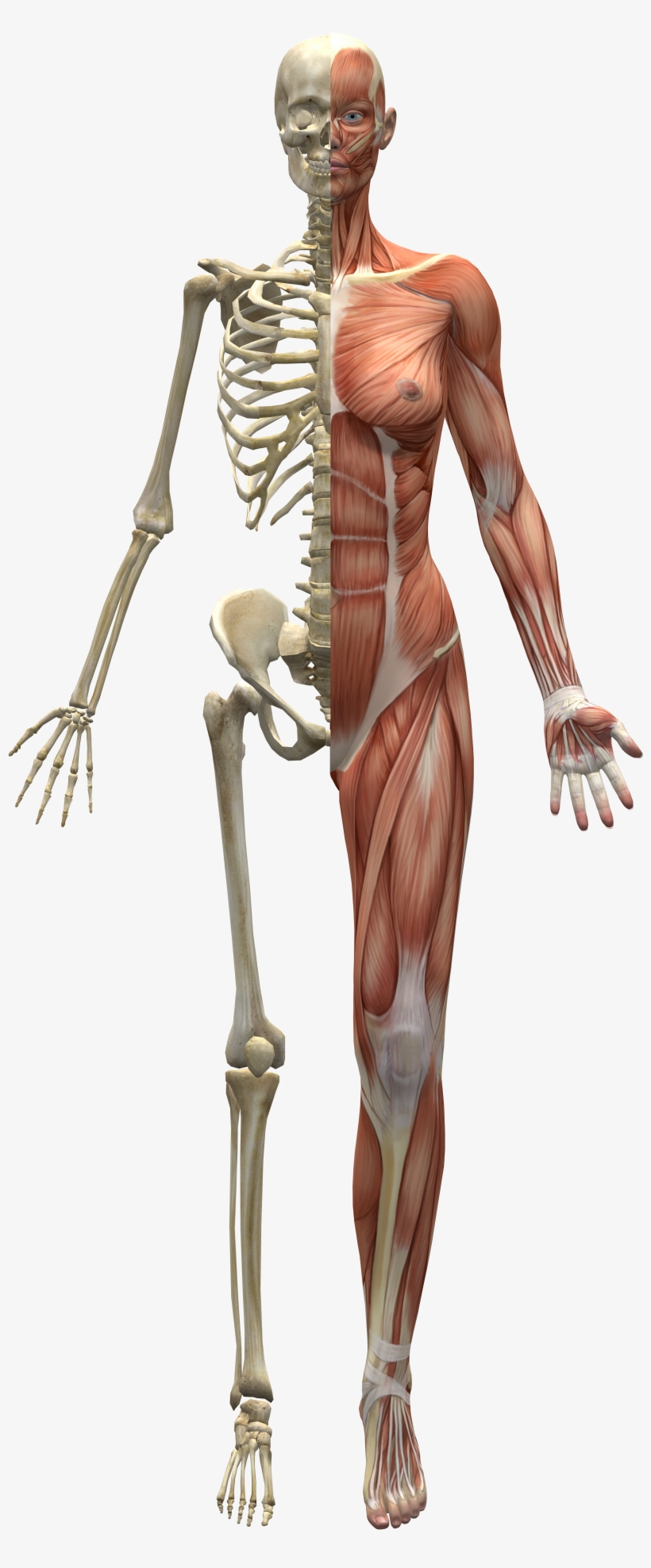 Skeleton And Muscles - Mitad Humano Mitad Esqueleto, transparent png download