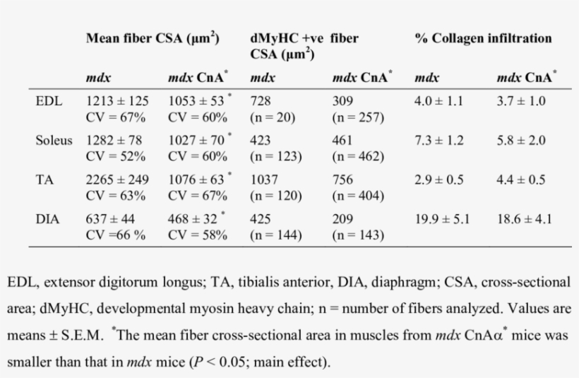 Myofiber Size And Collagen Content Of Muscles From, transparent png download