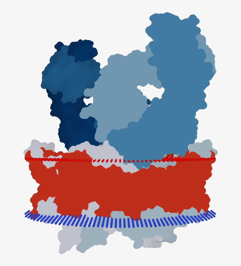 Transmembrane Flat Surface Display Opm - Graphic Design, transparent png download