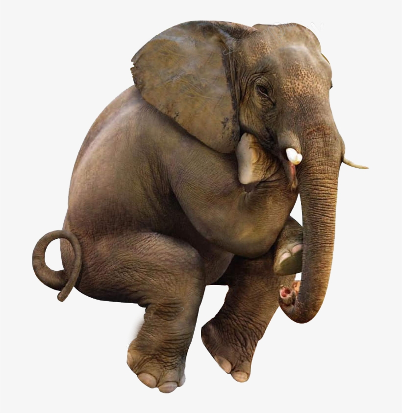 3d Mouldproof Elephant On The Toilet Printed Polyester, transparent png download