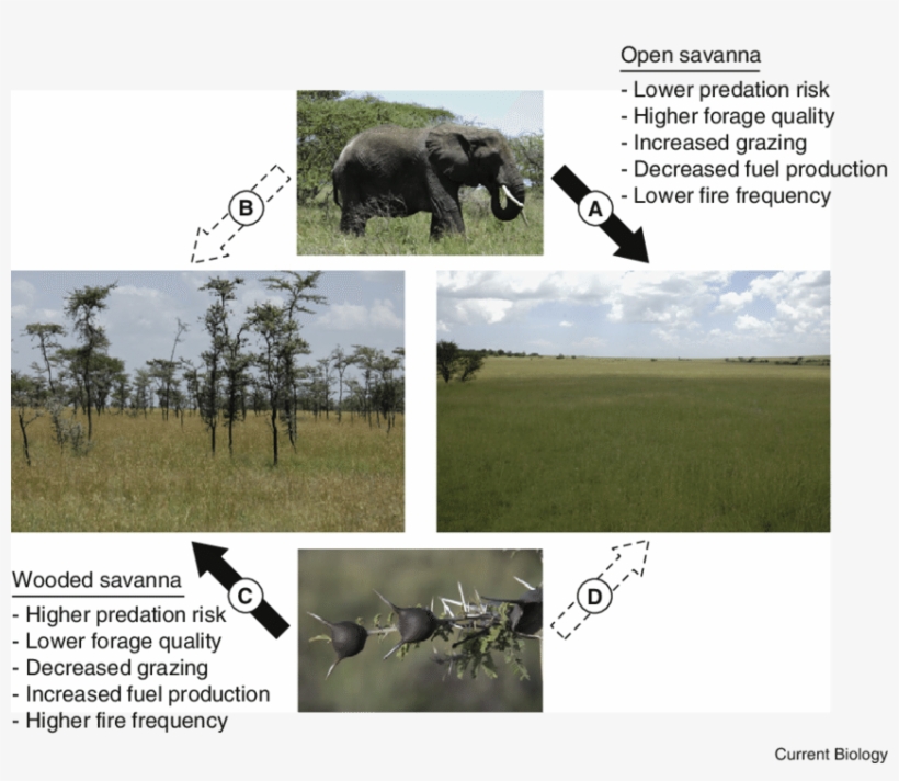 Elephants Typically Exert Strong Top-down Control Of - Savanna, transparent png download