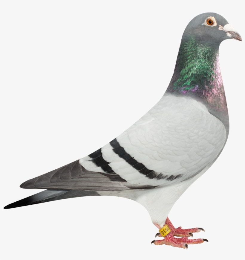 Certainly When You Consider How Small Their Pigeon - Duif, transparent png download