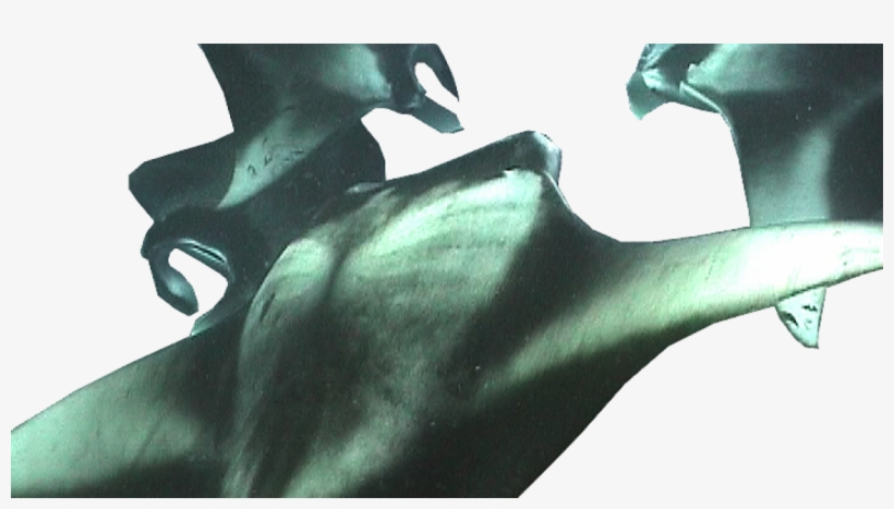Manta Ray, transparent png download