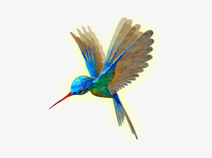 Beija Flor Em Png - Flight, transparent png download