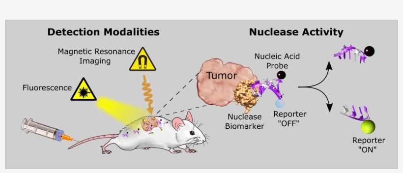 Nucleic Acids Technologies Lab - Nuclease Activity, transparent png download