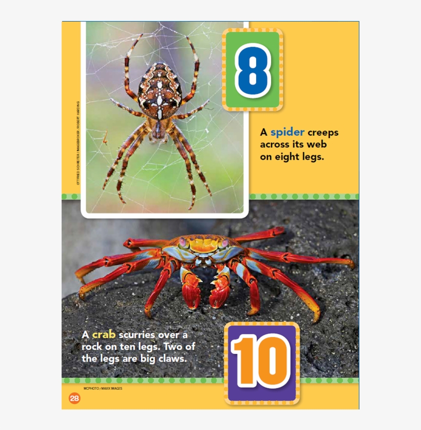 How Many Legs - Wolf Spider, transparent png download