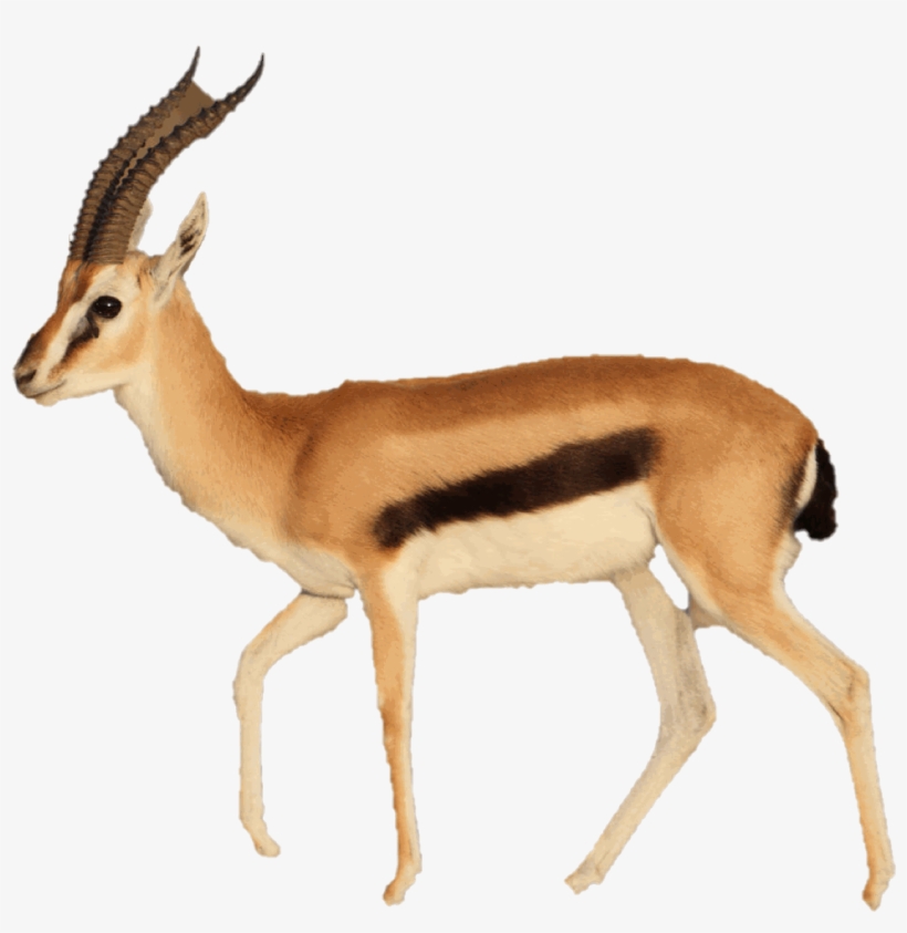 Kirino Mania - Газель Животное, transparent png download