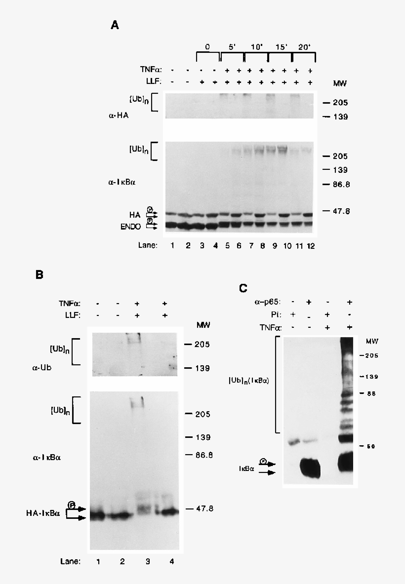Inducible Ib Phosphorylation Leads To Its Polyubiquitination - Diagram, transparent png download