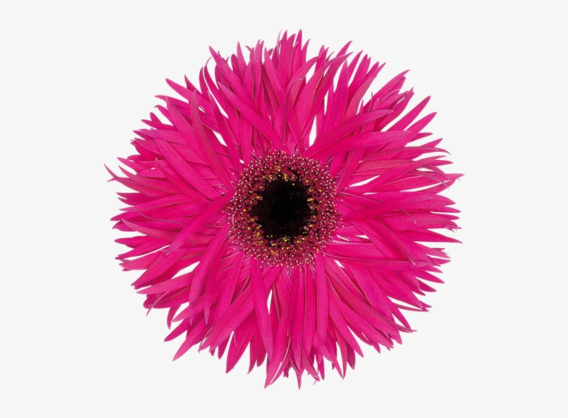 High Resolution Image, Download File - Fantasia, transparent png download