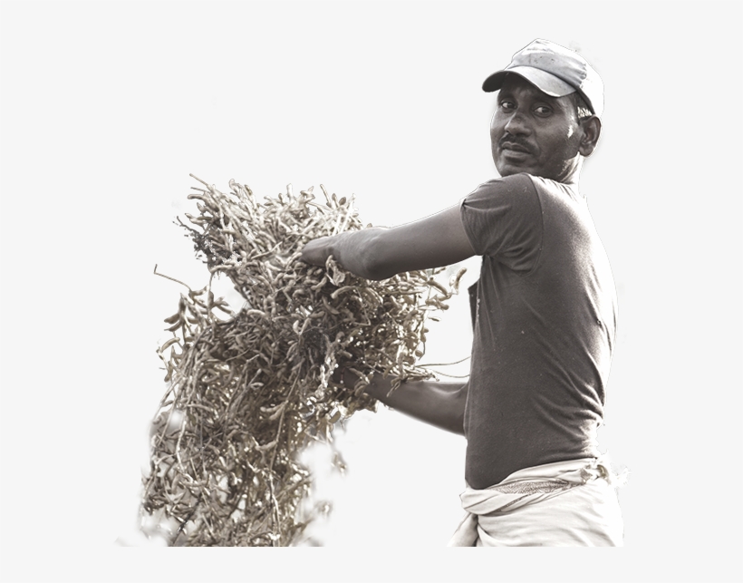 Global Demand For Agricultural And Forestry Commodities, transparent png download