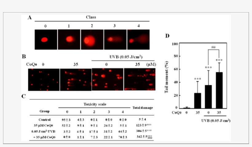 Coq 0 Increases Uvb Induced Dna Damage In Mcf 7 Cells - Cell, transparent png download