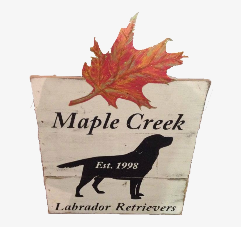 Welcome To Maple Creek Labrador Retrievers - Maple Leaf, transparent png download